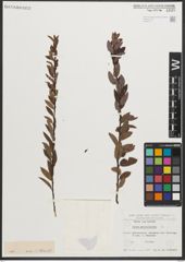 Foto von Salix myrtilloides L.